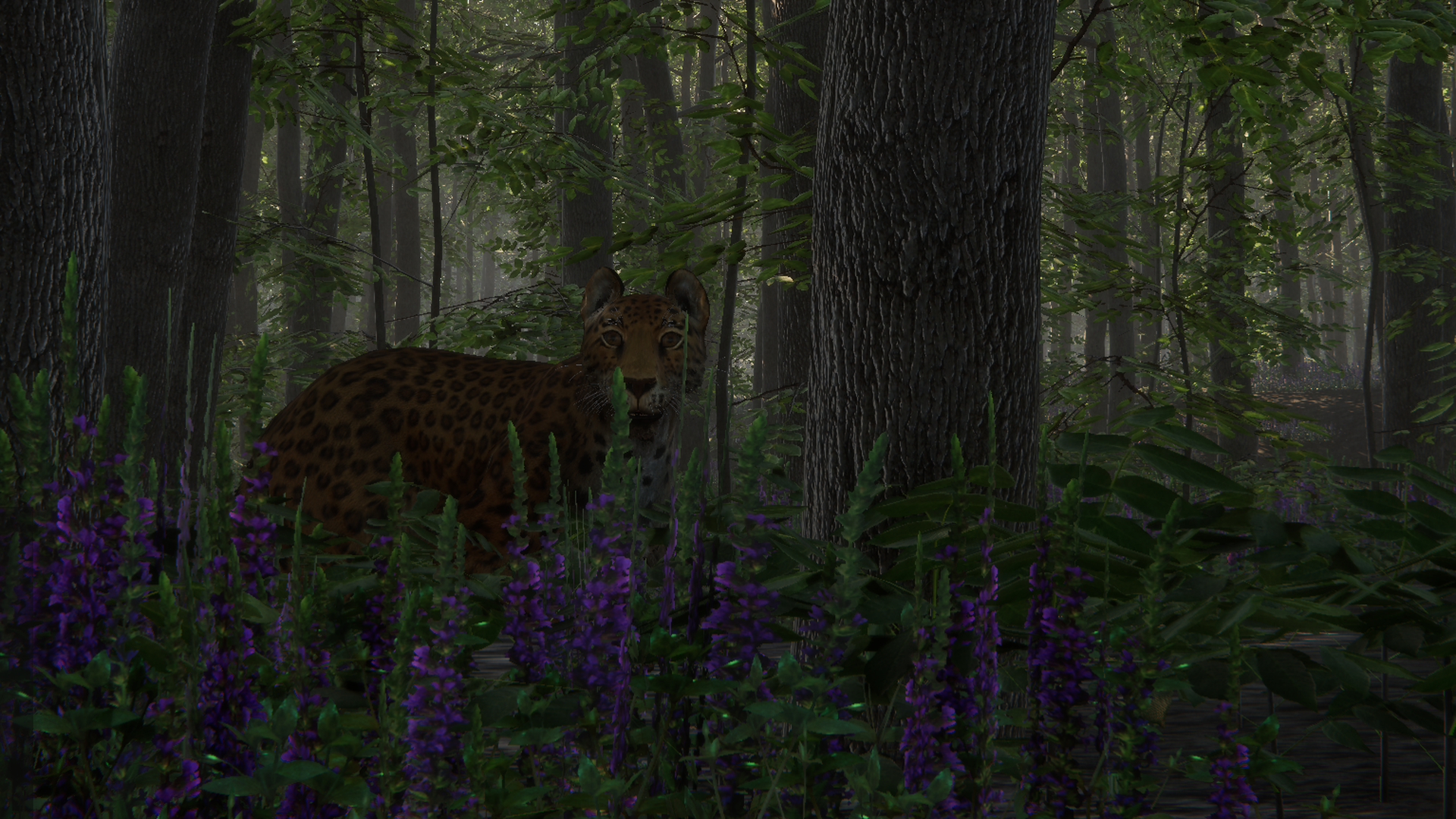 Leopard in Become A Monarch